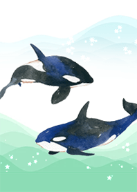 Killer whale by Ystudio