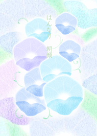 Hannari Morning Glories