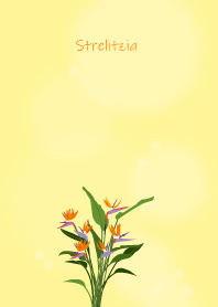 November's birth flower,Strelitzia