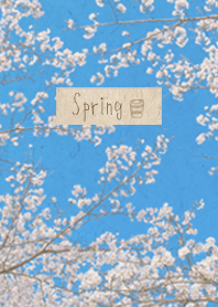 Spring Coffee（コーヒーと桜並木）