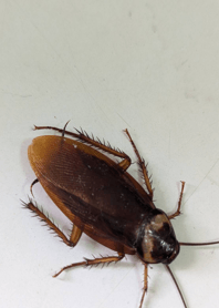 Boost courage - cockroach 32783c