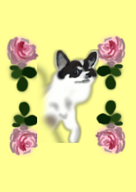 black&white dog Chihuahua