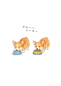 My adorable Corgi(Pure white)