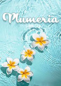Plumeria floating on the water surface