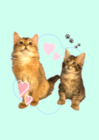 可愛い猫ちゃん♡ ちゃちゃ&レン