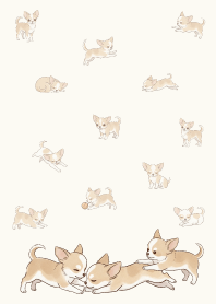 ชิวาวาสุดน่ารักและมีความสุข12