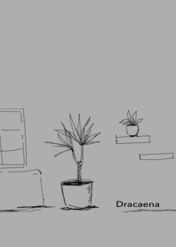 Dracaena