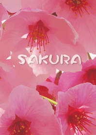 SAKURA-cherry blossoms