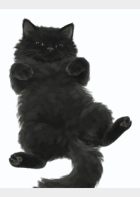 Black Cat White Light Gray