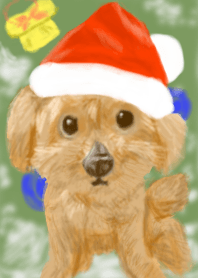 Lovely toy poodle wearing Santa's hat
