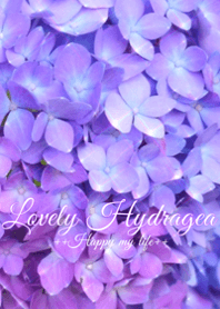 Lovely Hydrangea