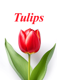 "Tulips vol.4" theme