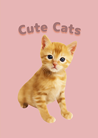 Cute Cats -Red tabby kitten- Revised