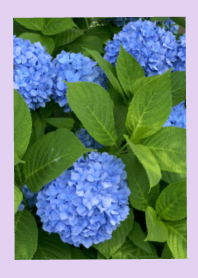 Blue Flower !!