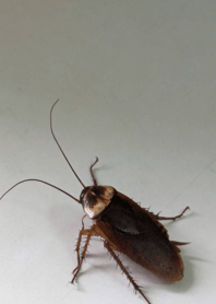 提升膽量-蟑螂 WLFaJ