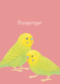 Cute Budgerigar3 on light pink