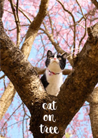 Climbing tree cat