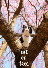 木登りねこ