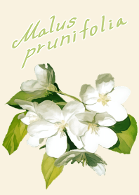 Malus prunifolia