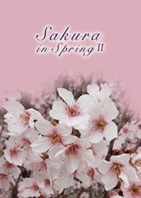 Sakura in Spring 2