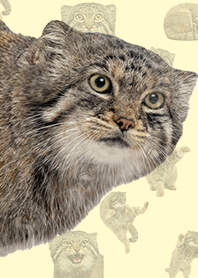 Kucing Pallas Realistis