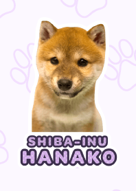 Shiba Inu Hanako [PhotoTheme*a37*]