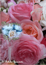 My garden, My rose_Pierre de Ronsard_3