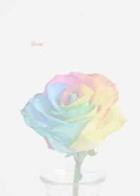 Rainbow rose Theme ver.Japan 1