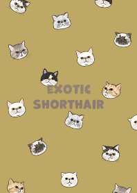 exoticshorthair2 / ginger