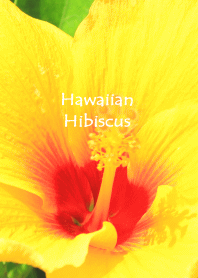 Hawaiian hibiscus flower photo theme