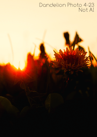 Dandelion Photo 4-23Not AI