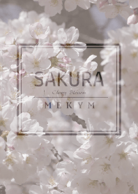 SAKURA.