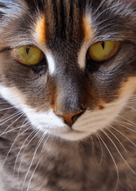 Cats run wild #CaBVN028.