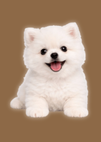 White Pomeranian Plush Brown 03