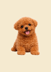 인형 스타일 토이푸들 테마 Beige 05