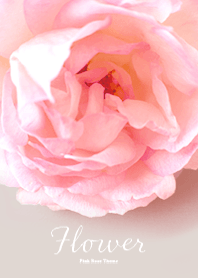 Flower -Pink Rose