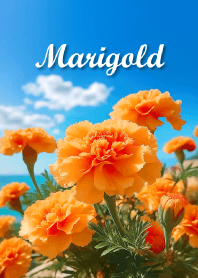 "Marigold vol.7" theme