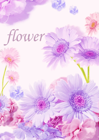 Gerbera wrapped in gentle happiness13.