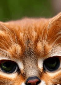 Cats run wild #CLVL021.