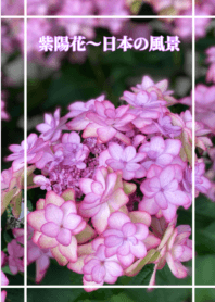 繡球花～日本的風景