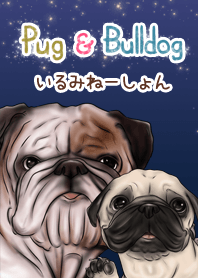 Pug and Bulldog  illumination
