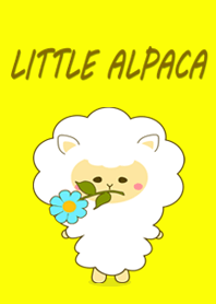 Little alpaca