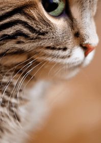 nyanko great runaway#cbhaz19