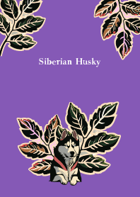 plants and siberian husky on purple JP
