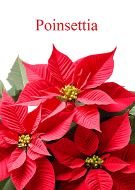 Poinsettia vol.3