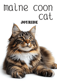 Maine Coon cat