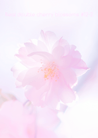 Real double cherry blossom #12-2