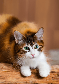 Nyanko Great Runaway#BIVAI317.