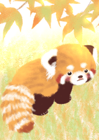 Red panda Pohe / Baby / Autumn