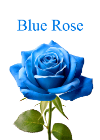 "Blue Rose vol.2" theme
